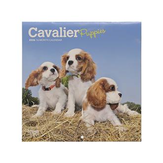 ２０２６　１８ｘ１８　ＣＡＶＡＬＩＥＲ　ＰＰＹ