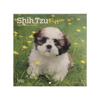 ２０２６　１８ｘ１８　ＳＨＩＨ　ＴＺＵ　ＰＰＹ
