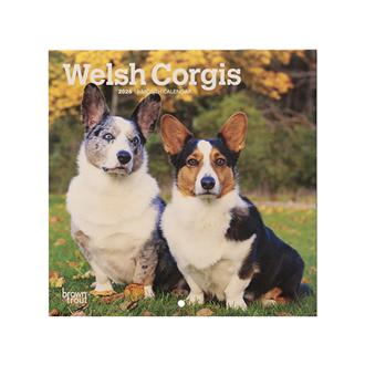 ２０２６　１８ｘ１８　ＷＥＬＳＨ　ＣＯＲＧＩＳ