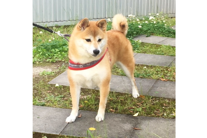 ポストカードのモチーフになっている柴犬の「ふくちゃん」