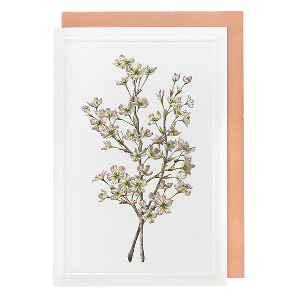 フラワーカード　Sakura 1